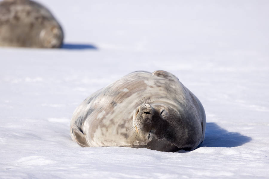南极海洋哺乳动物：鲸与海豹的世界