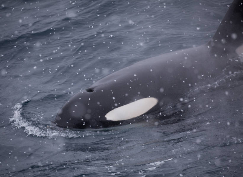 南极海洋哺乳动物：鲸与海豹的世界