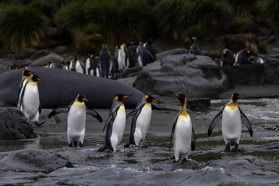 极南地区的企鹅: 福克兰群岛、南乔治亚岛、南极大陆