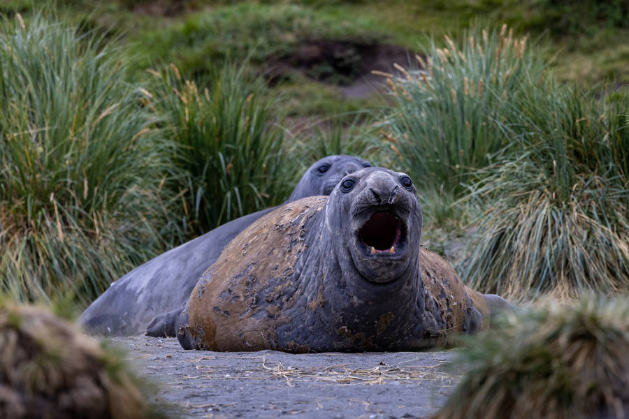 极南地区的企鹅: 福克兰群岛、南乔治亚岛、南极大陆