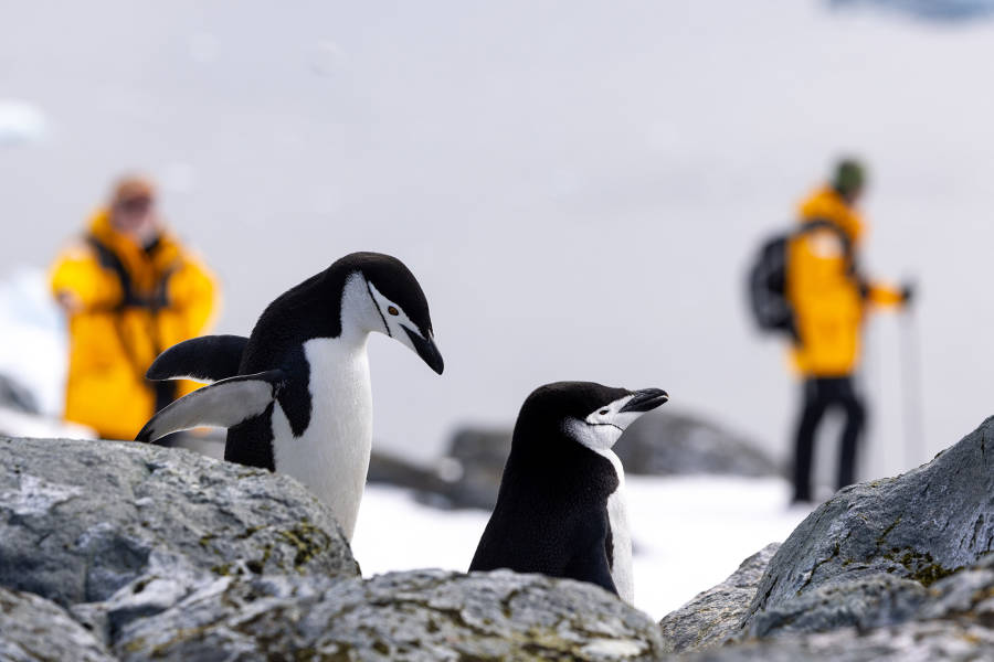 极南地区的企鹅: 福克兰群岛、南乔治亚岛、南极大陆