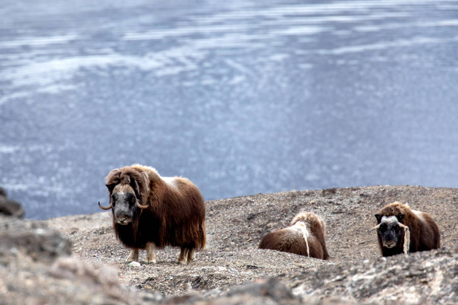 冰岛到格陵兰岛日全食，17 天