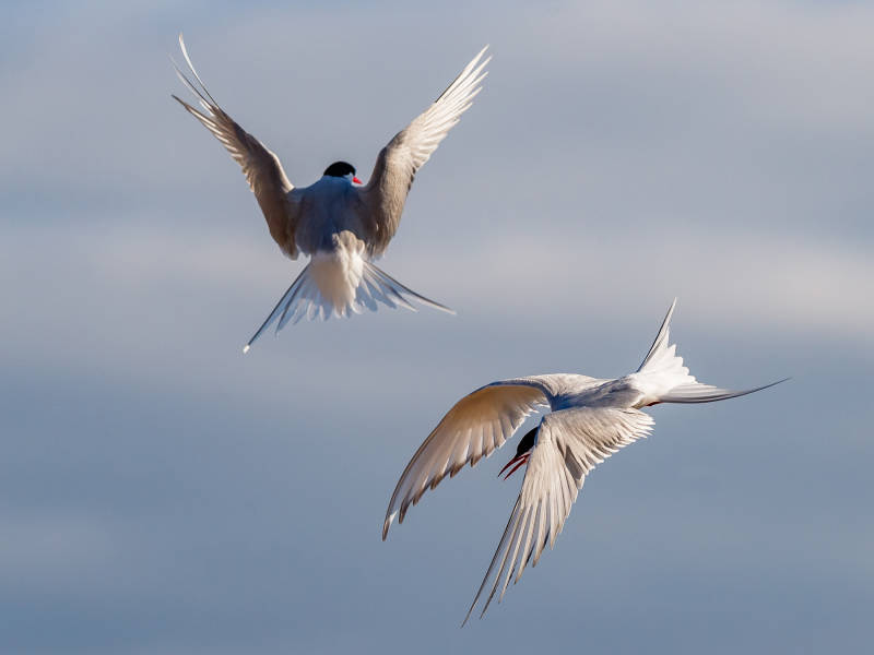冰岛到格陵兰岛日全食，17 天
