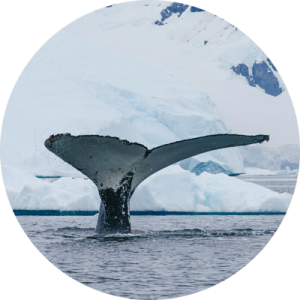 南极海洋哺乳动物：鲸与海豹的世界