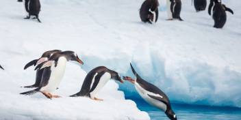 南极半岛 (Antarctic Peninsula)