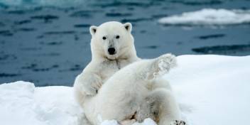 Polar bear in the Canadian High Arctic