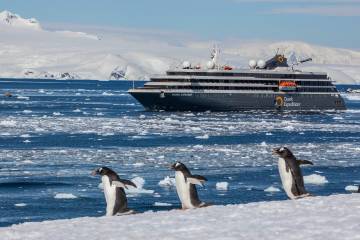 Gentoo penguins in front of the World Explorer in Antarctica