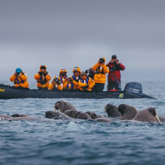 Guests in a Zodiac encountering a group of Walrus