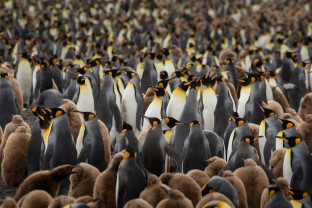 南乔治亚岛和南极半岛：企鹅之旅