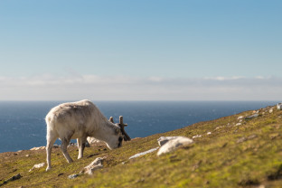 北极传奇：经由法罗群岛和扬马延岛探索斯匹次卑尔根