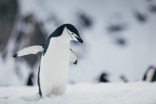 A close-up of a single chinstrap penguin walking towards the camera
