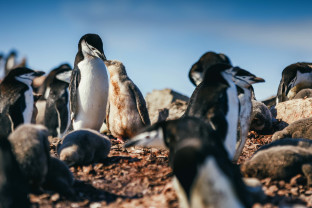 An adult chinstrap penguin feeds its chick by dropping food in its beak after returning from sea. Other penguins can be seen in the frame.