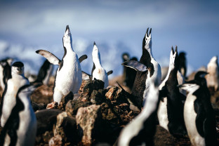 Chinstrap penguins performing an ecstatic display by raising their flippers and head.