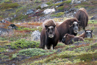 西北航道：传奇北极海上航线
