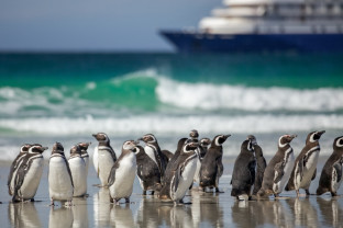 A group of Magellanic penguins stand on the beach in the Falkland Islands (Islas Malvinas). A ship is seen in the distance.