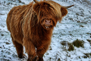 北极传奇：经由法罗群岛和扬马延岛探索斯匹次卑尔根