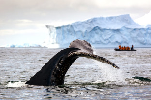 Humpback whale tail spotted near an iceberg in Antarctica