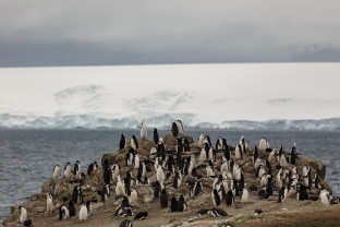 A large group of nesting Chinstrap and Gentoo penguins on rocky outpost.