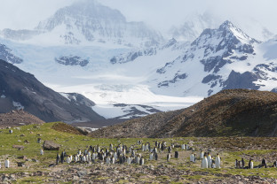 King Penguin colony