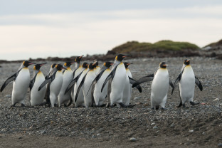 A group of king penguins huddle together on a beach at King Penguin Park, which is the only colony of king penguins in Latin America.