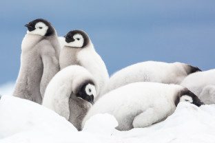 Penguins on Snow Hill