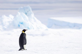 Penguin on Snow Hill