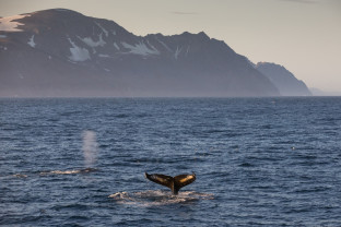 Humpback Whales, Hurry Inlet, East Greenland
