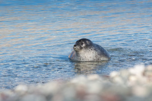 Ringed Seal, Kong Oscar Fjord, East Greenland