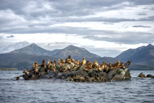 Dozens of South American sea lions stand on a rock formation in middle of the water at Tucker Islets in the Whiteside Channel.
