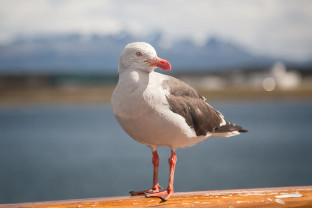 Dolphin Gull (bird) sits on the railings of the outer decks on one of our vessels.