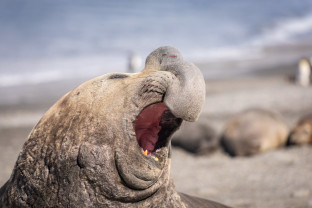 An elephant seal opens their mouth wide at St. Andrew's Bay in South Georgia.