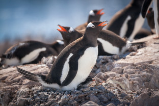 Gentoo penguins nesting with a few newborn chicks at Neko Harbour, Antarctica