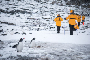 Two Gentoo penguins stop in their tracks to check out guests in yellow parkas hiking a few metres off to the side.