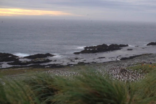 福克兰群岛（马尔维纳斯群岛）、南乔治亚岛、南极半岛：探险家与王企鹅