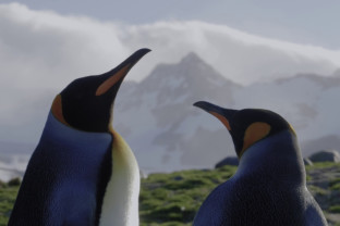 福克兰群岛（马尔维纳斯群岛）、南乔治亚岛、南极半岛：探险家与王企鹅