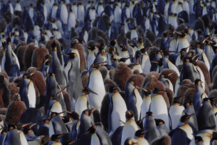 南乔治亚岛和南极半岛：企鹅之旅