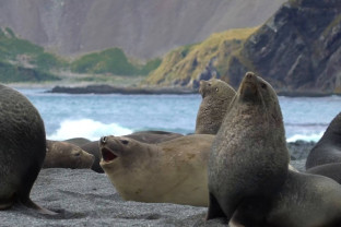 南乔治亚岛和南极半岛：企鹅之旅