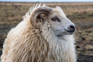 冰岛到格陵兰岛：日全食壮观上演