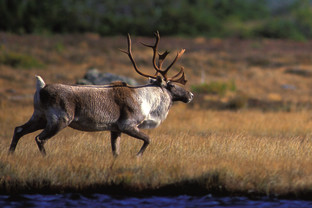 从格陵兰岛到纽芬兰：高山、野生动物、维京历史