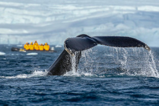 南极海洋哺乳动物：鲸与海豹的世界