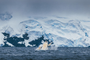 南极海洋哺乳动物：鲸与海豹的世界