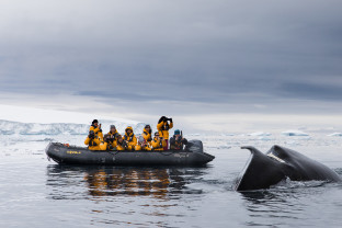 南极海洋哺乳动物：鲸与海豹的世界