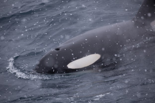 南极海洋哺乳动物：鲸与海豹的世界