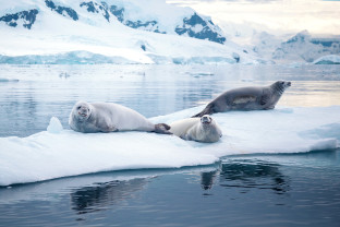 经典南极半岛：穿越极圈