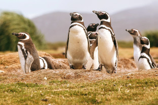 极南地区的企鹅: 福克兰群岛、南乔治亚岛、南极大陆