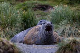 极南地区的企鹅: 福克兰群岛、南乔治亚岛、南极大陆