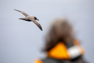 直升机探秘南极：南极半岛及穿越南极圈