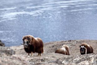 冰岛到格陵兰岛日全食，17 天