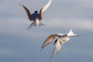 冰岛到格陵兰岛日全食，17 天