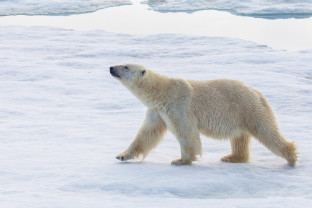 Polar bear in Svalbard